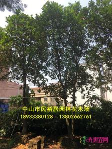 大树菠萝