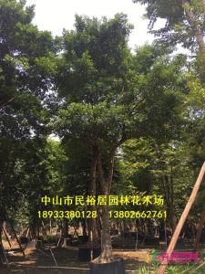 和顺树