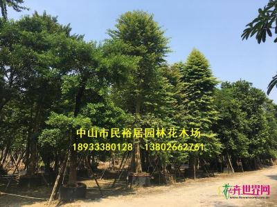 单杆子母树