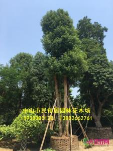 多杆香樟
