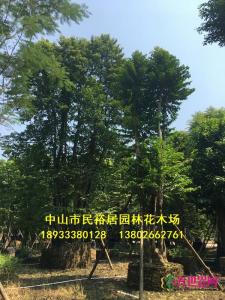 子母树