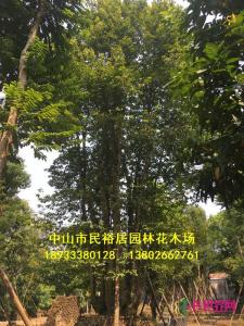 子母树