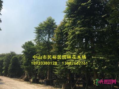 单杆子母树