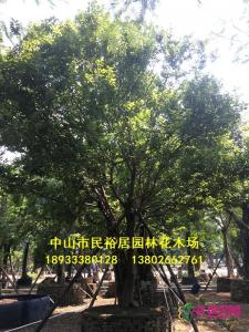 和顺树