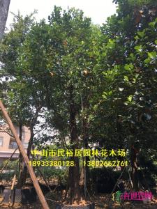 大树菠萝