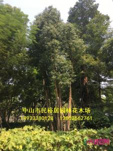多杆香樟