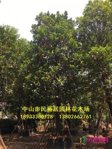 大树菠萝