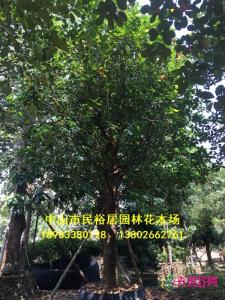 大树菠萝