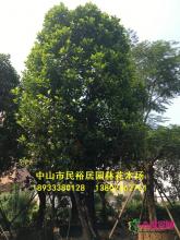 大树菠萝