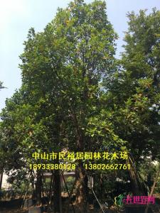 大树菠萝
