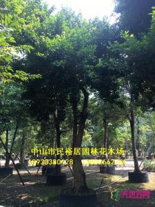 和顺树