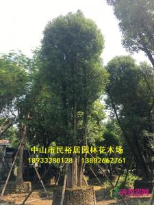 多杆香樟