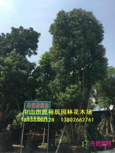 多杆香樟